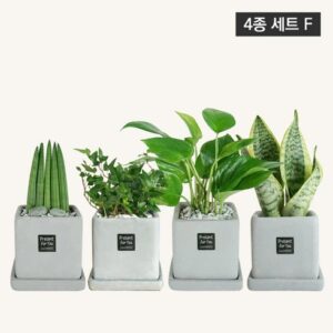 SNS에서 난리난 플랜트스토리 반려식물 4종 산뜻함UP