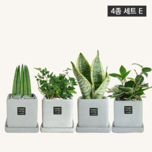 끊임없이 사랑받는 플랜트스토리 반려식물 4종 NO.1