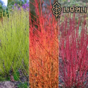 요즘 인기 말채나무 산뜻함UP