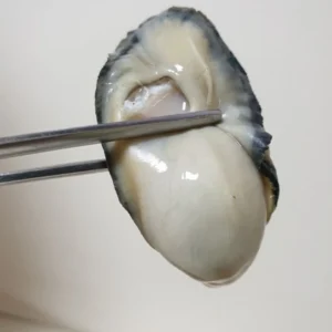 사랑을 담은 선물 깐굴 군말없이 소개합니다