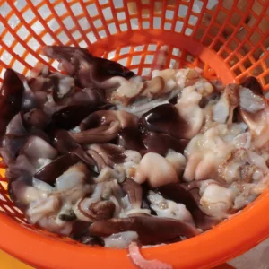 바로 확인가능한 새조개 전해드립니다