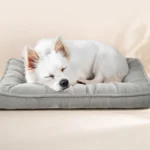 +최신 소식 강아지방석 관심이 뜨겁습니다